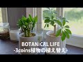 【1DK】3COINSで観葉植物を購入♪購入後に行う植え替えのポイントと方法を紹介 オシャレで安い鉢もありました|キングバンブー|カポック|#観葉植物 #観葉植物のある暮らし