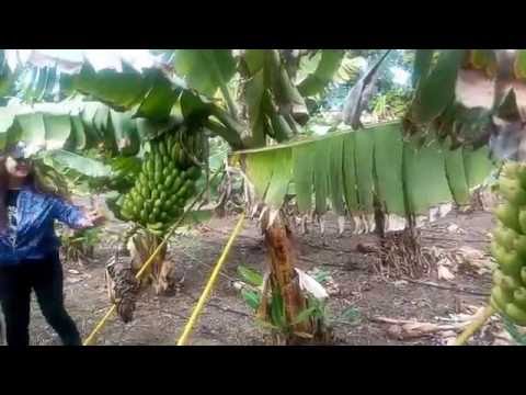 Video: Unde Cresc Bananele