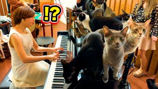 【ピアノ】猫カフェでプロが突然、米津玄師のLemonを弾いたらとんでもにゃい事になった（piano performance with cat）