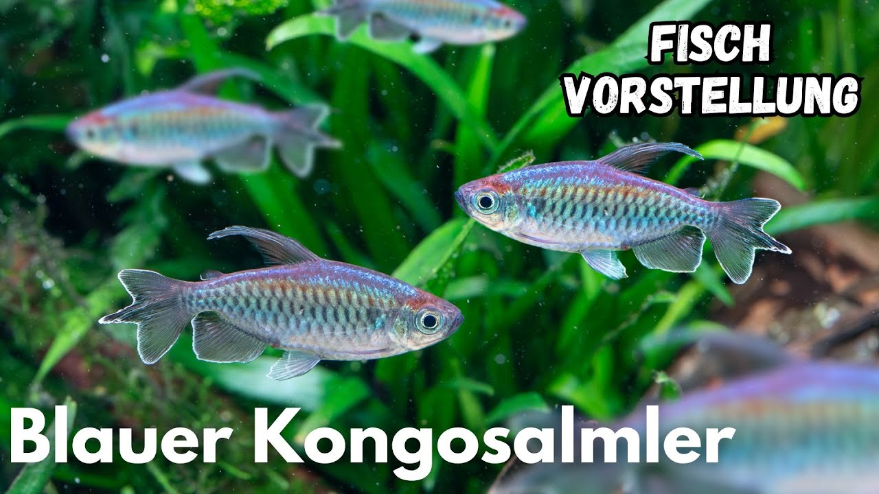 Blauer Kongosalmler (Phenacogrammus interruptus) | Liquid Nature Fisch Vorstellung