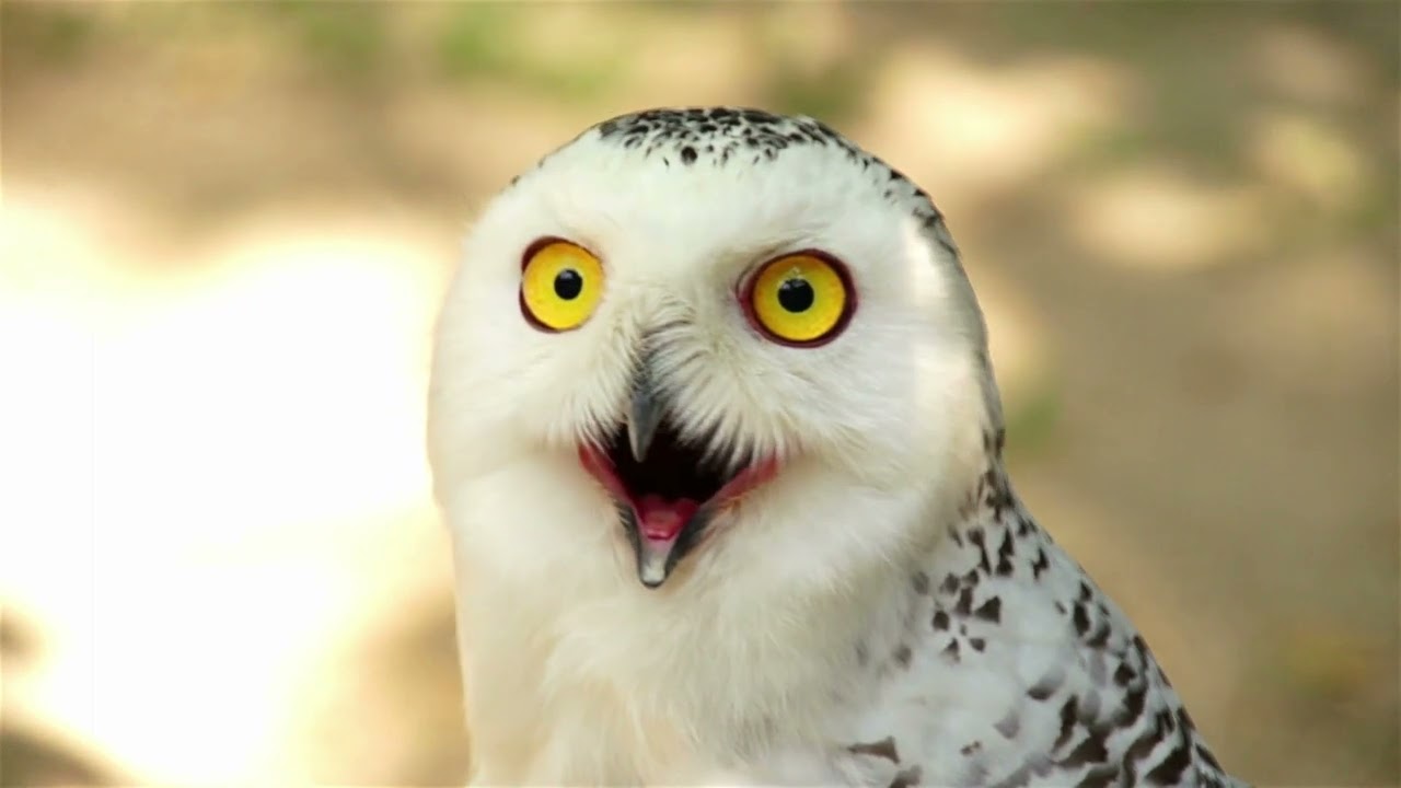 What Does It Mean When You See A White Owl? - LIQUIDS & SOLIDS SPIRIT