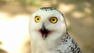 What Does It Mean When You See A White Owl - LIQUIDS SOLIDS SPIRIT