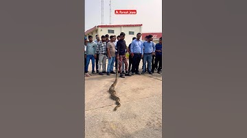 Omg Indian rock Python #shorts #trending #youtubeshorts #snake #short ￼