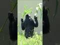 かわいいアイちゃん【東山動物園ゴリラ】 #gorilla