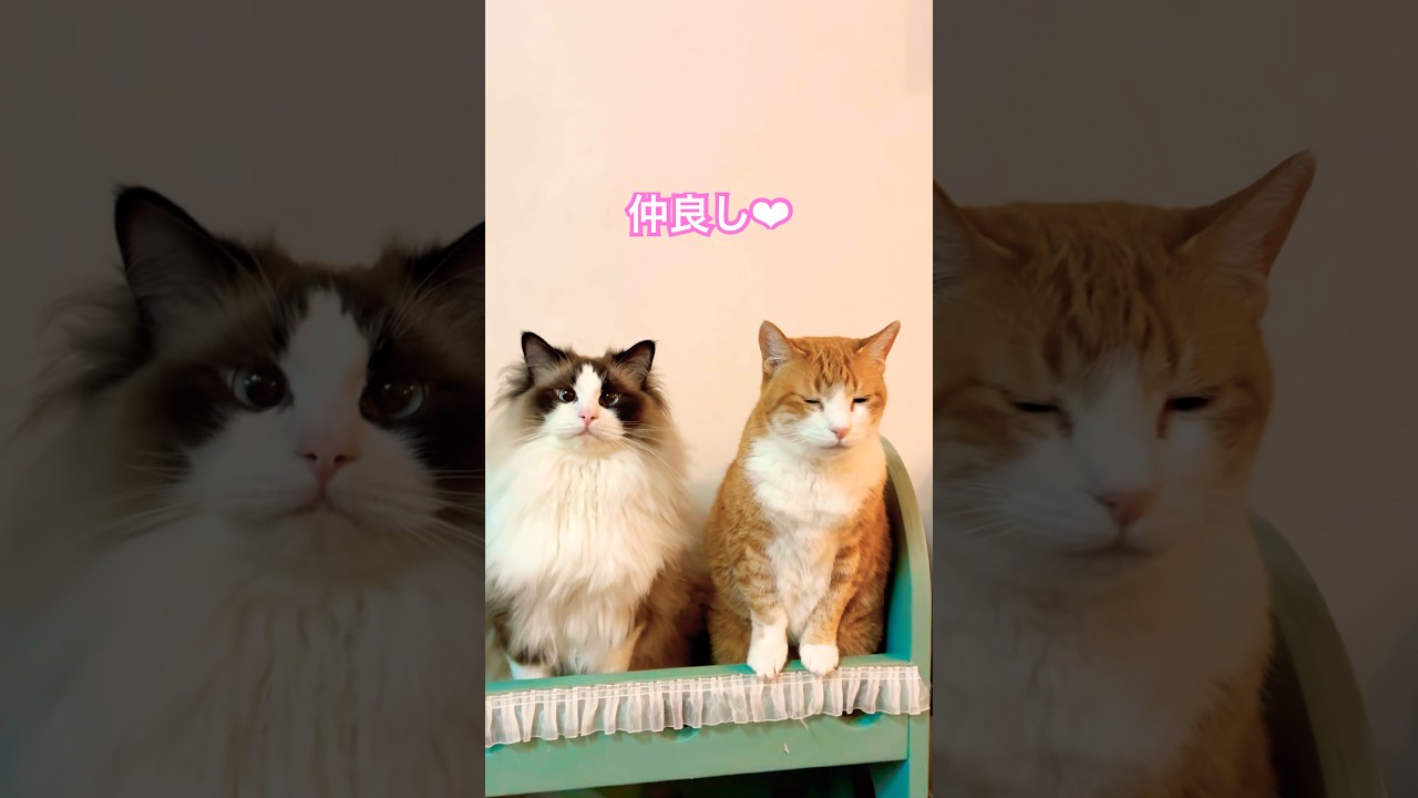 【CAT】ころも&こはく #shorts #short #cat #cats #cute #猫動画 #猫 #可愛い猫 #かわいい猫