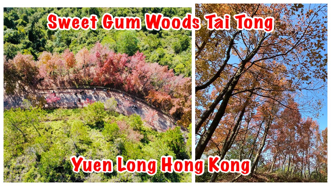 HK HIKE 2026: FULL GUIDE TO SWEETGUMS WOOD TAI TONG YUEN LONG HONG KONG | JOY WANDERS
