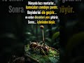Karıncaları Kontrol Eden Korkunç Mantarlar #keşfet #shorts #viral