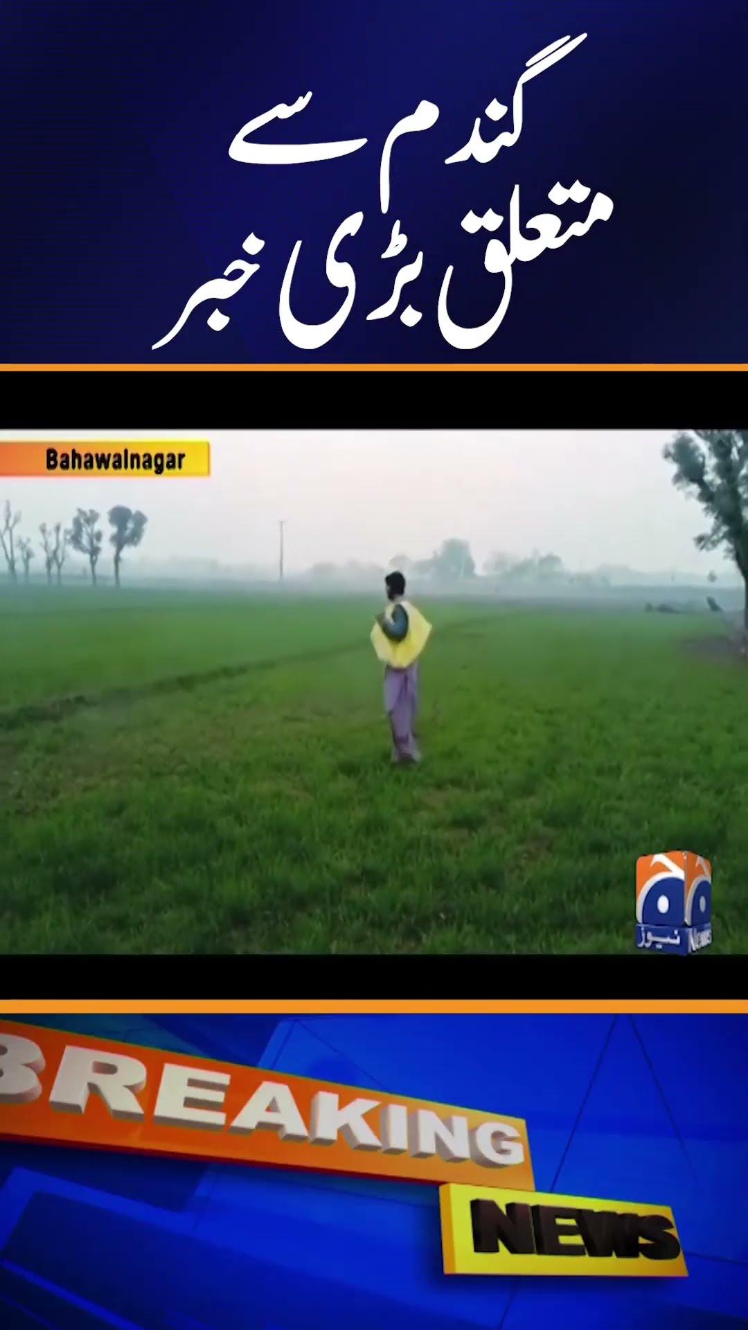 Breaking News: Wheat target achieved! | Geo News