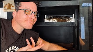LIVE - How Do YOU Keep a Retic Net Worth