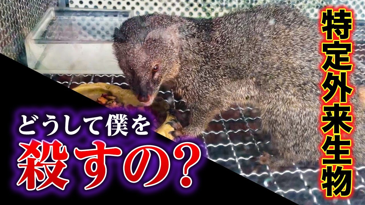 闇深 フイリマングース 島の救世主が特定外来生物になるまで Youtube