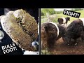 BULL FIGHT .... TRIMMING BULLS FEET & a FIGHT ERUPTS! | The Hoof GP