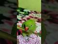 😍💗#nonstoptalkingparrot #parrot #mithukibatain #mithu #parrotlover #parrottalking #talkingparrot