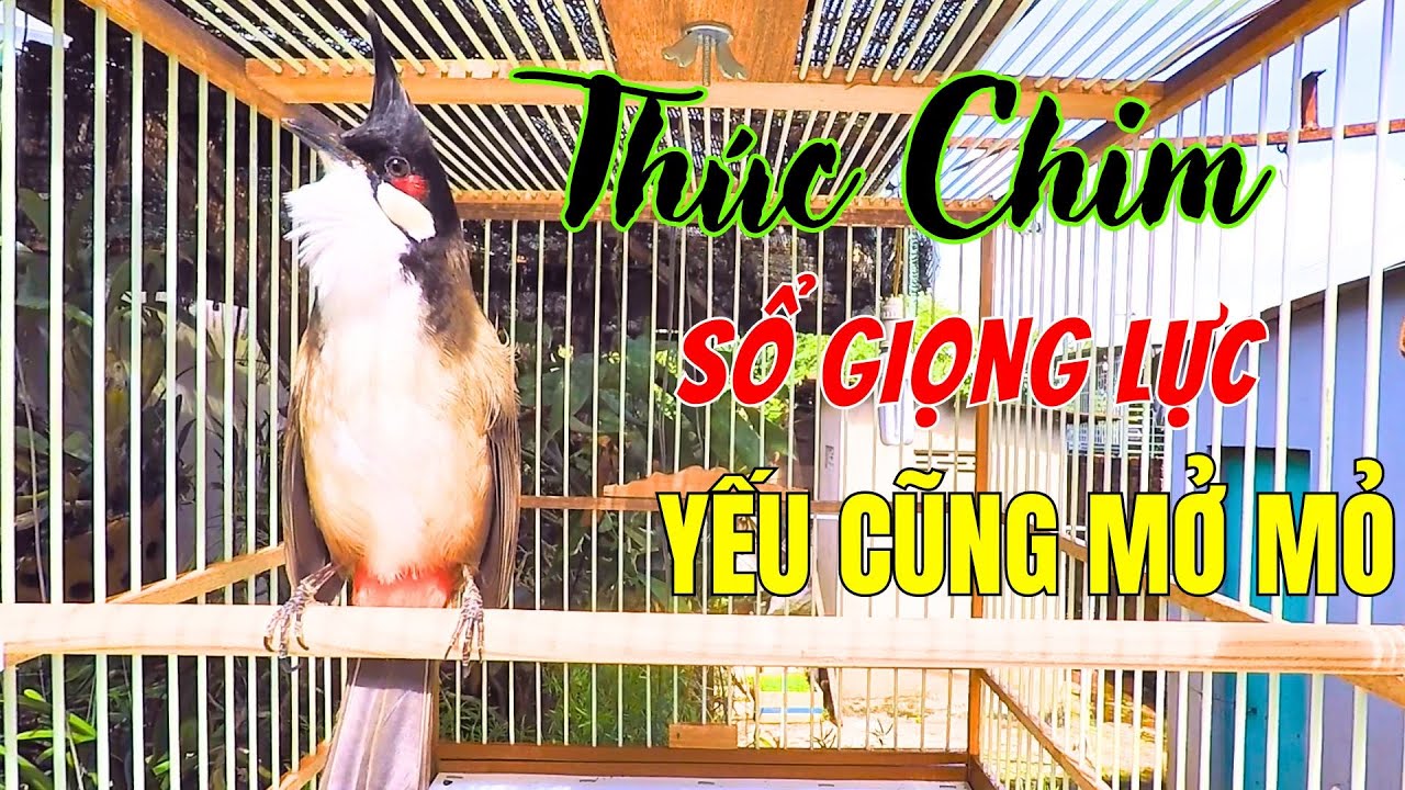Luyện cho chào mào hót sáng | Luyện giọng chào mào hót hay kích chào mào yếu lửa ra âm. chao mao hot