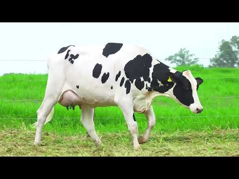 LOTE 61 RICCA KAROL 6938 CRUSHABULL