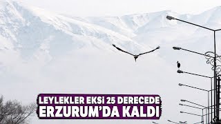 Göç Edemeyen Leylekler Eksi 25 Derecede Erzurum’da Kaldı
