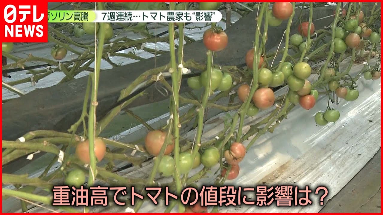 コロナ影響 重油高騰でトマト農家苦境に 値段に影響は Youtube