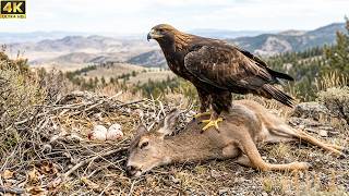 The Golden Eagle: 120 Days From Egg To Survivor | Master of the Sky The Golden Eagle: 120 Days From Egg To Survivor | Master of the Sky