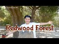 Kenta’s Journal Vol.96 悩みがちっぽけに思えてくる巨人の国〜Redwood Forest〜