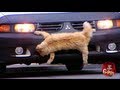 Katzen Autounfall Streich