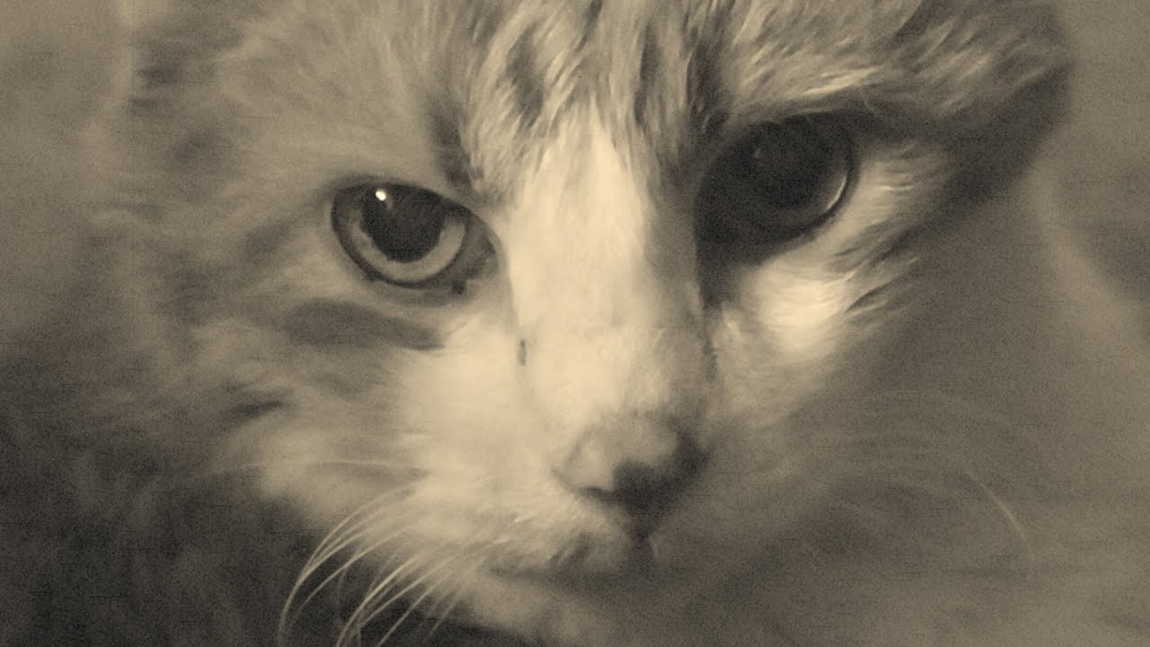 Stalker Cat Stares Me Down YouTube