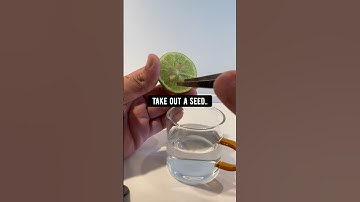 DIY Limes! How to grow your own | creative explained