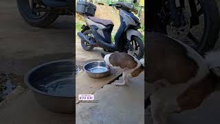 Asong walang mga kamay, kinagigiliwan online! | Dami Mong Alam, Kuya Kim!