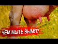 Как мыть вымя коровы. Обработка вымени до и после доения.