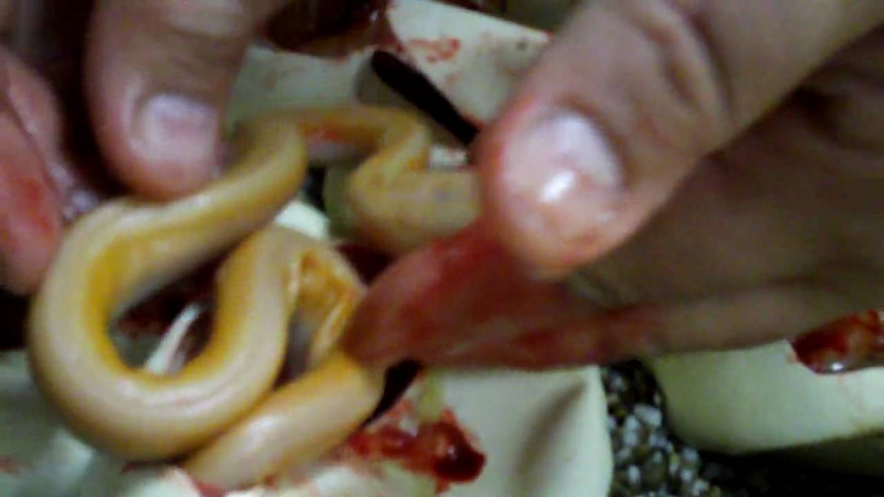 worlds biggest spider Doubling the Population