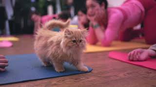 The Cutest Kitten Yoga! Gentle Yoga With Kittens 🧘♀️