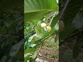 Musim jambu guava di kampung #buahkampung#peningkattrombosit#penyembuhdbd#daunjambu#villagelife