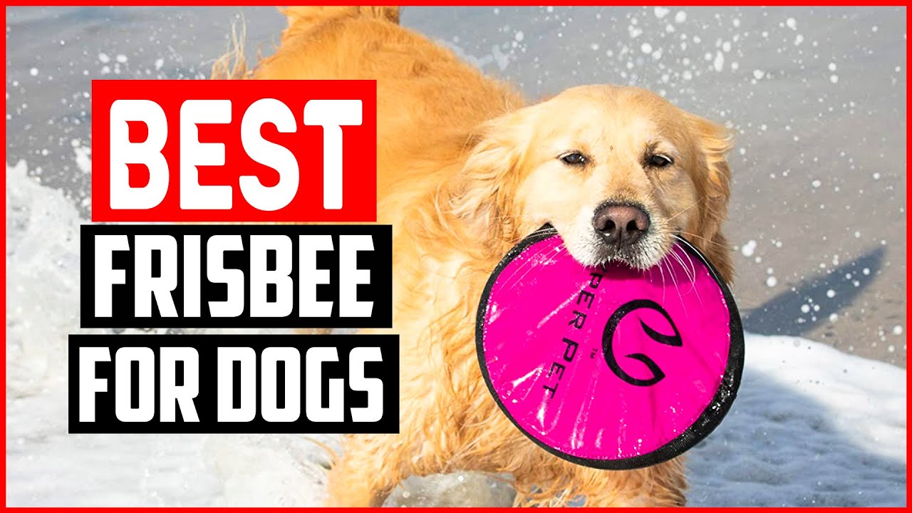 Top 5 Best Frisbee for Dogs in 2022 - YouTube