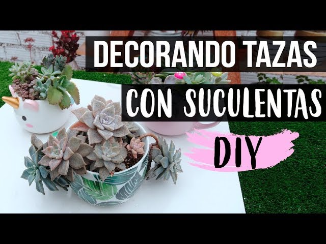 Brisa tal vez región SUCULENTAS EN TAZA-DECORACIÓN FÁCIL Y RÁPIDO - YouTube