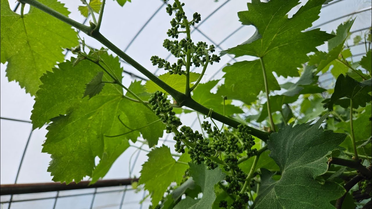 포도 곁순, 넝쿨손을 왜 따내는가? 강포도농법, 영광포도원