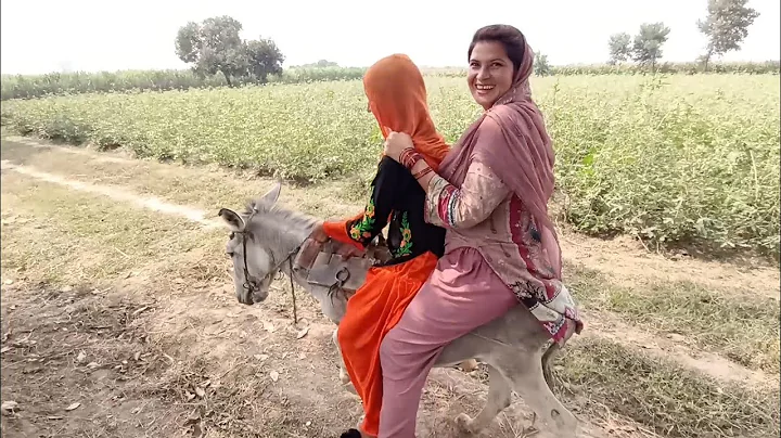 Donkey Riding On Small Donkey With Little Rider