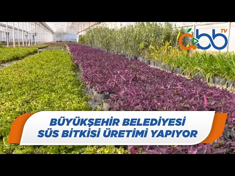 Video: Ucuz kalp şeklinde - tıbbi ve süs bitkisi