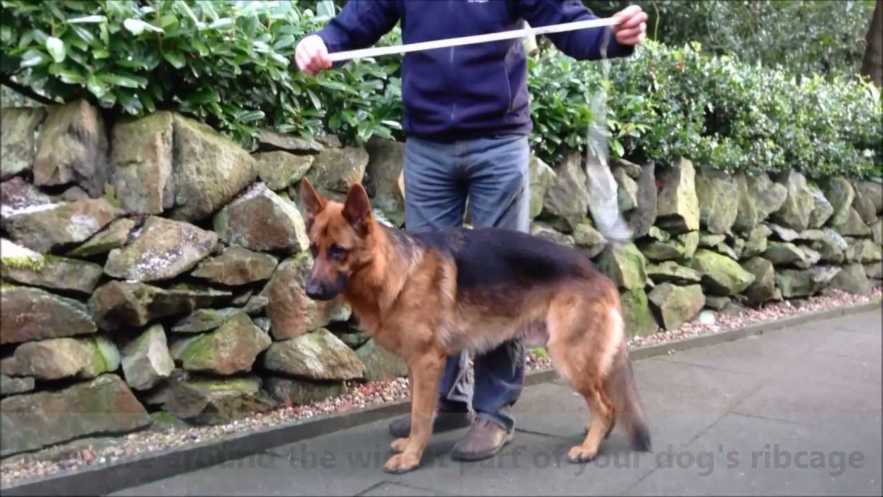How To Measure Your Dog for a Ruffwear Harness - YouTube