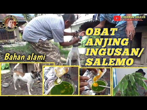 CARA MENGOBATI ANJING BERSIN DENGAN BAHAN ALAMI !!! Obat untuk Anjing Bersin