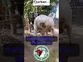 sapi ras Brahman... super jumbo long sasis