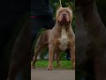 kya pitbull duniya ka sabse best kuta hai #pitbull #americanbully #dogbreed #americanbully #pets
