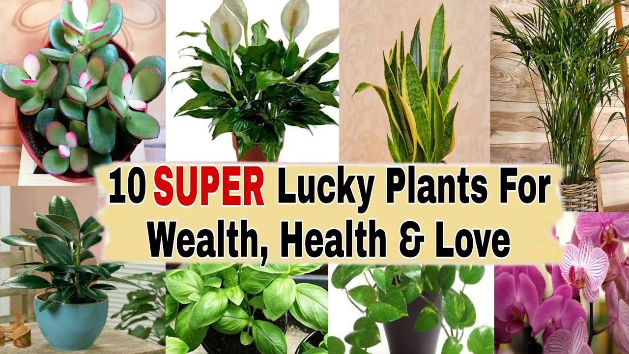 10 SUPER Lucky Plants For Home BEST INDOOR PLANTS Lucky Plants For