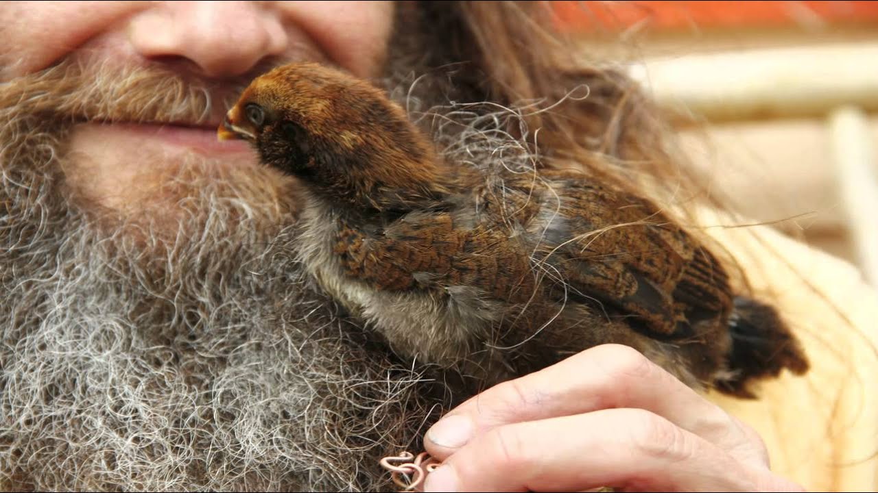 Bird In the Beard YouTube