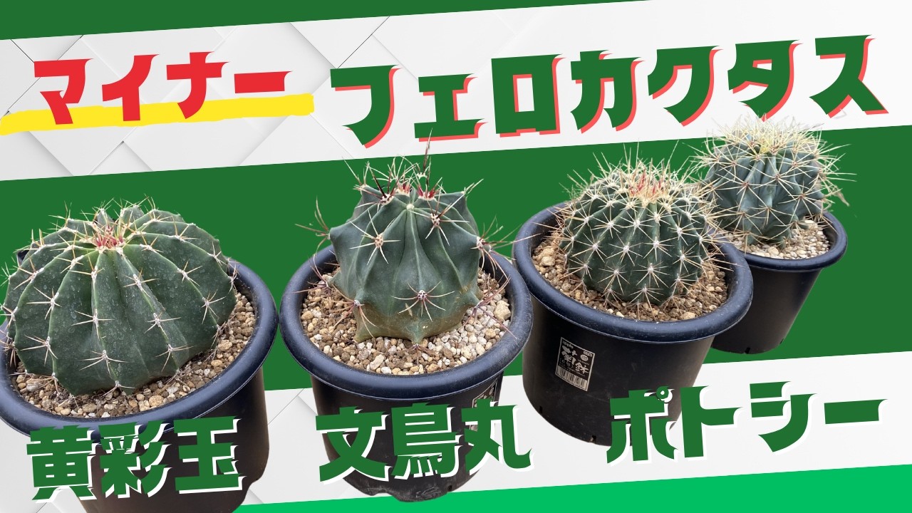 Gaining popularity in dry gardens! Introducing three lesser-known