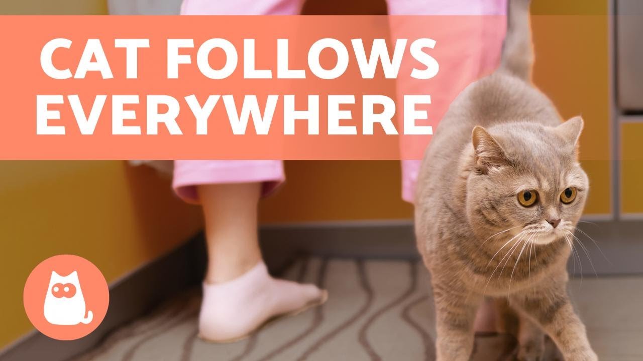  Why Does MY CAT FOLLOW ME Everywhere   6 REASONS Pets 