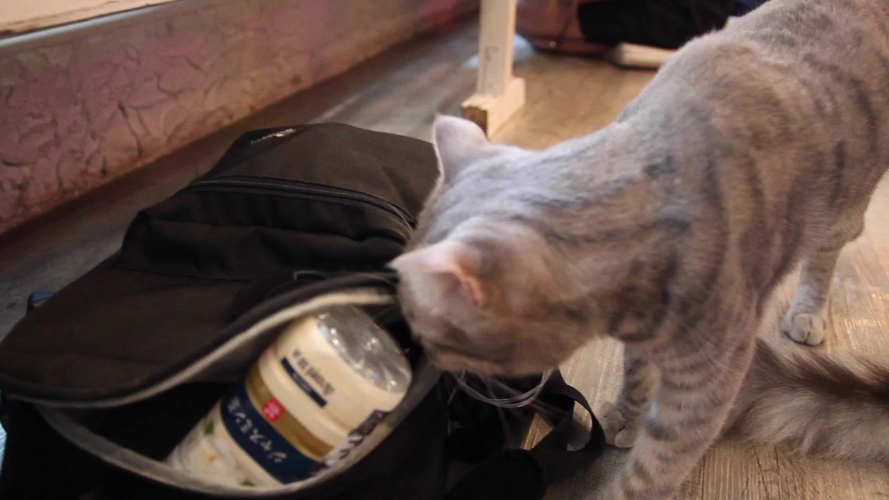 Caturday Cat Cafe, Bangkok Thailand