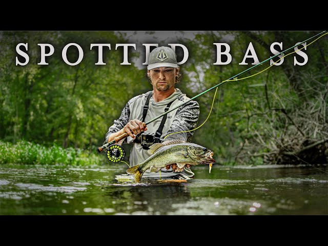 Fly Fishing for Spotted Bass in Small Creeks 