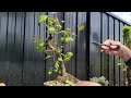 Watch me alder tree bonsai maintenance