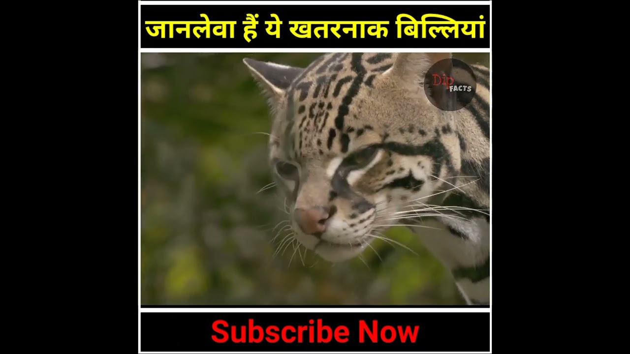 दुनिया की 3 सबसे खतरनाक बिल्लियां | 3 most Dangerous Cats in the world |