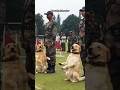 indian army dog salute training 🔥🇮🇳#shorts #army #youtube