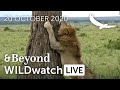 WILDwatch Live | 20 October, 2020 | Afternoon Safari | South Africa