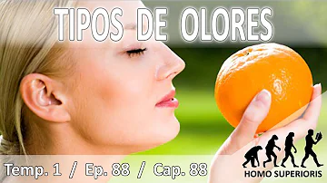 ¿Cuáles son los 4 tipos de olores?